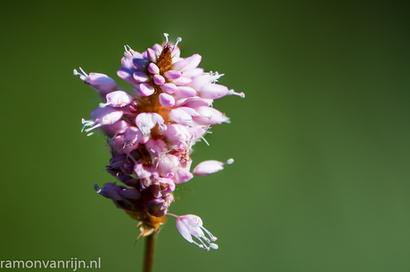 Botanische Tuinen Utrecht-40-bewerkt.jpg