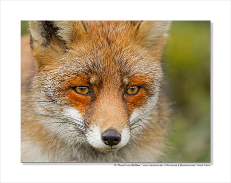 Foxy portrait