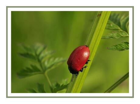 Ladybird