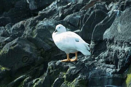 Kelp Goose (Chloephaga hybrida)