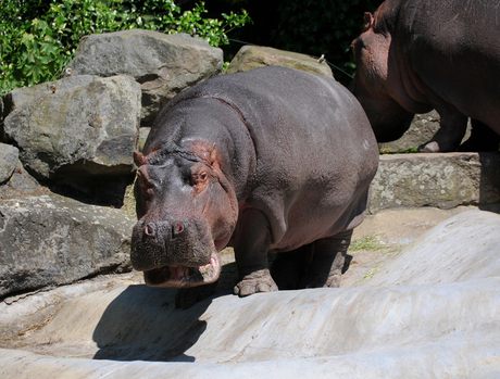 Emmen - Dierenpark 05.jpg