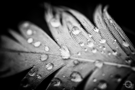 Drops on feather