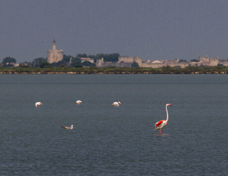 Flamingo