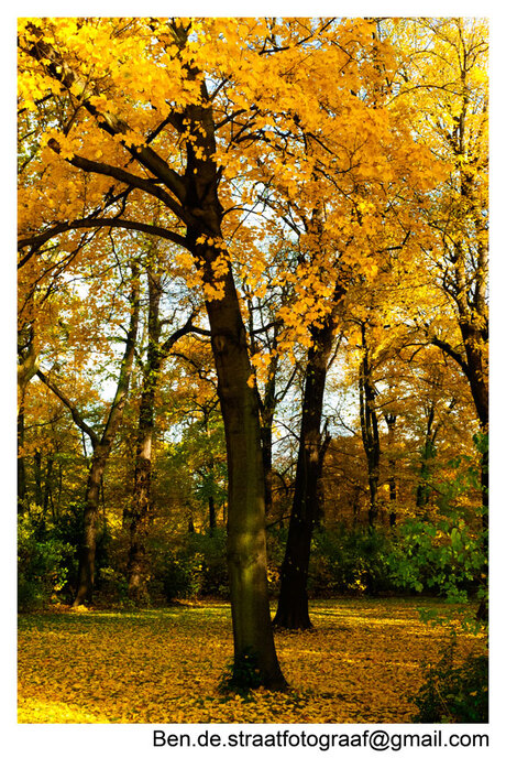 Herbst im Berlin