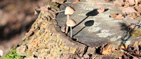 paddestoelen