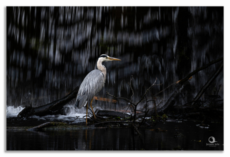Blauwe reiger neemt een bad