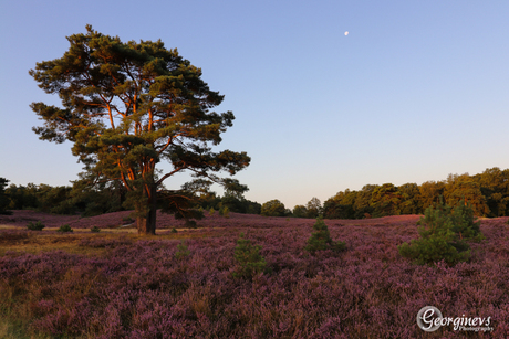 Brunssummerheide