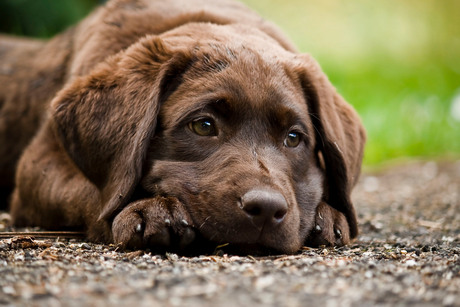 de pup van mijn nichtje