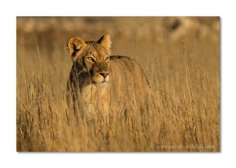 Lioness in morning light