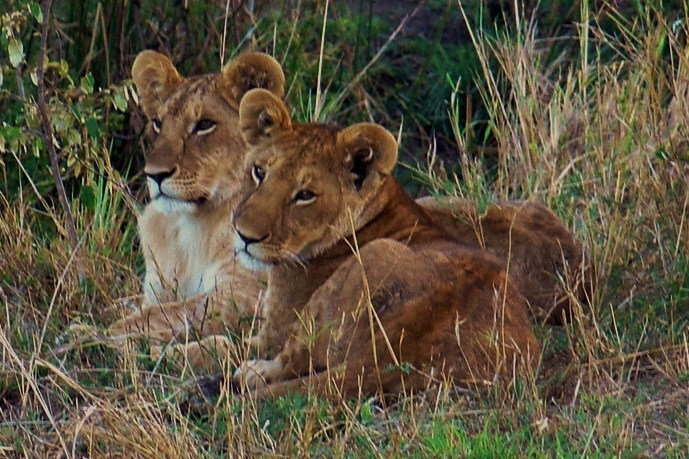 leeuwen masai mara - Deze twee jonge leeuwen lagen te wachten op hun moeder, die in de beek wat aan het drinken was. - foto door gakuiken op 12-01-2010