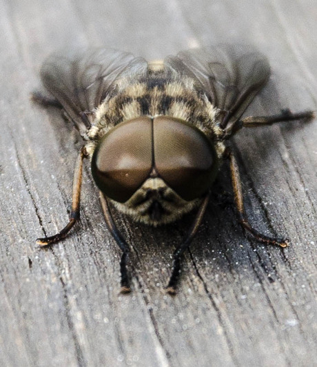 Een steekvlieg bleef wel 10 minuten op onze tafel in de achtertuin zitten.