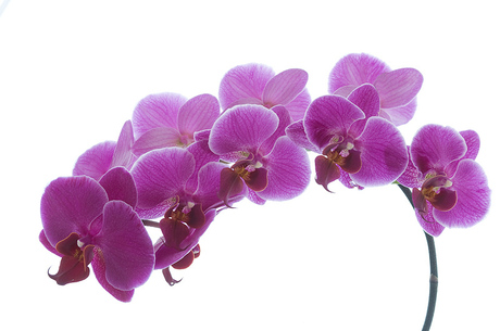 Orchidee