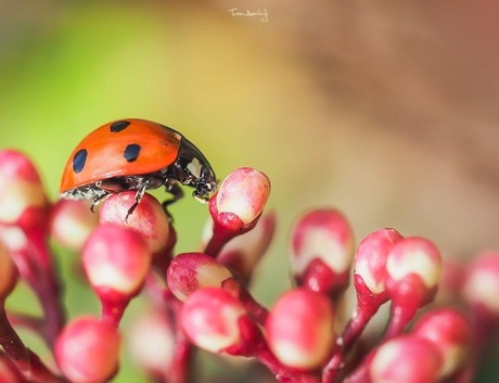 Ladybug.