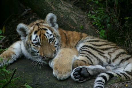 Dierenpark Amersfoort