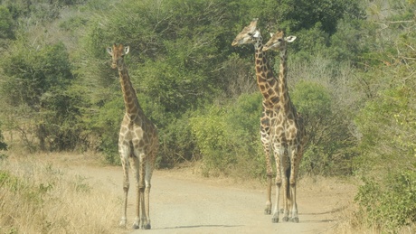Giraffes in het Kruger park
