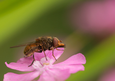 Gewone snuitvlieg (Rhingia campestris)