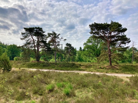 Drents Friese Wold 2