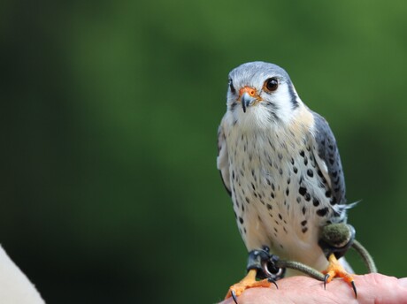 Roofvogels