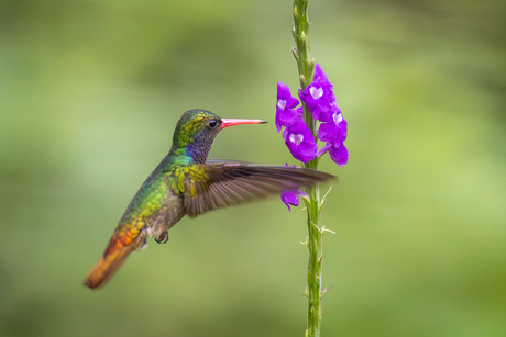 Goudstaartsaffierkolibrie in vlucht
