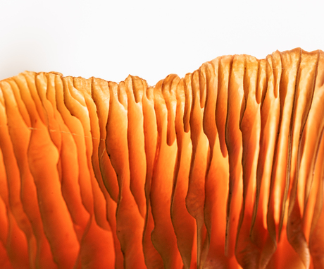 Close-up van een paddenstoel van onderaf