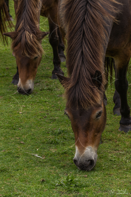 Wilde paarden