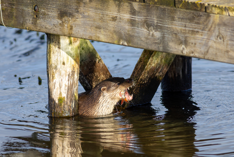Visotter in de natuur