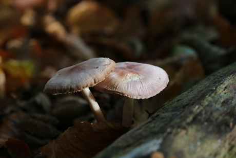 Paddestoelen 