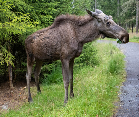 Eland langs de weg