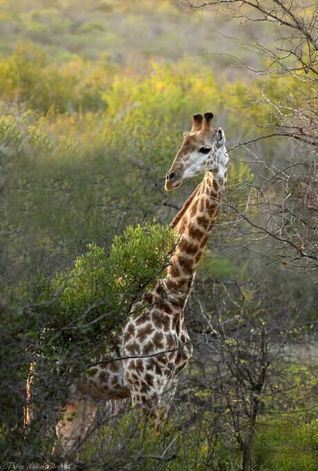 Giraffe Hideout