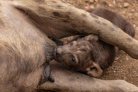 Hyena pups