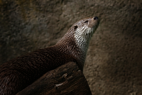 Europese otter.