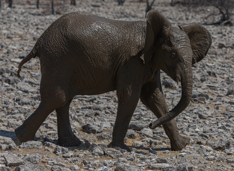 afrikaanse olifant 