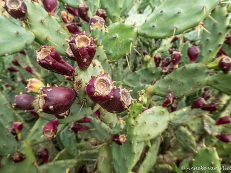 De cactusvijg of woestijnvijg 
