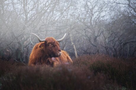 Zo, effe liggen,hoor
