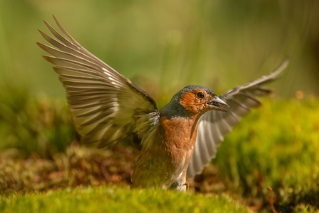 Vink
