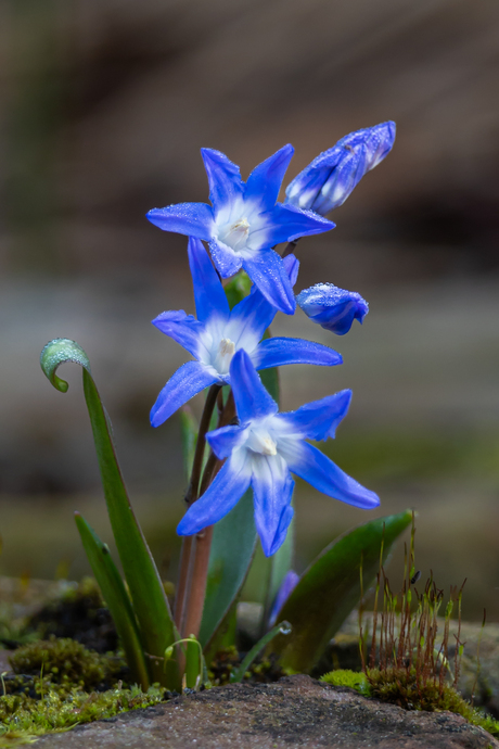 Heel klein maar zo mooi blauw