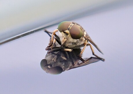Welk insect?