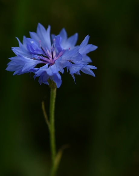 Prachtig Blauw!