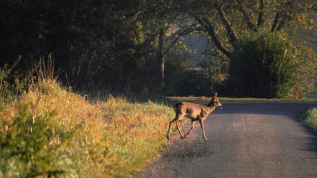 Overstekend wild