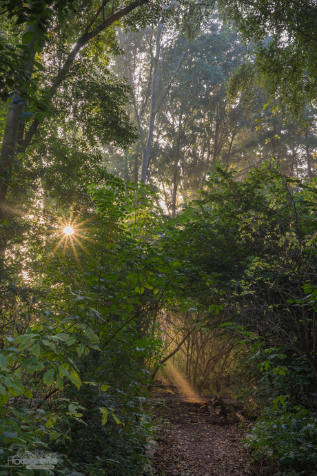 Zonneharpen tijdens zonsopkomst met mist