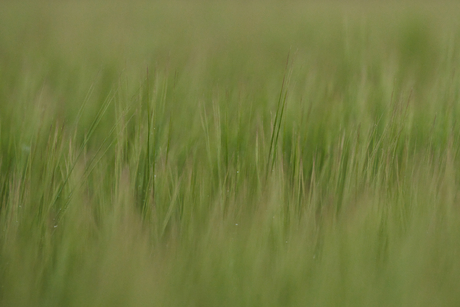 Veld vol met groeiend gras