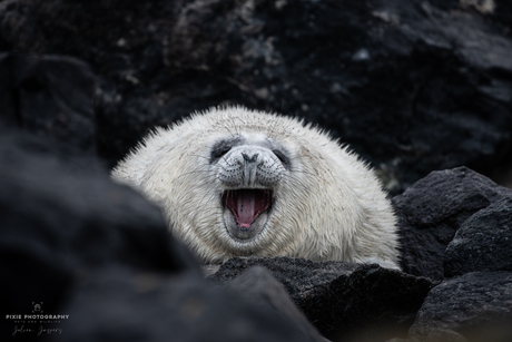 Zeehonden spotten in Helgoland