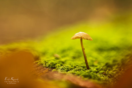 Herfstsfeer in het klein.