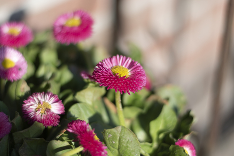 De lente is begonnen