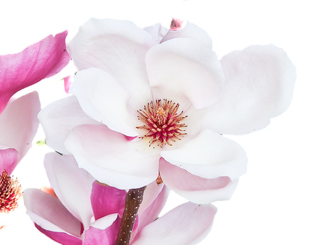 Een magnolia 