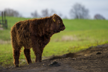Schotse Hooglander 