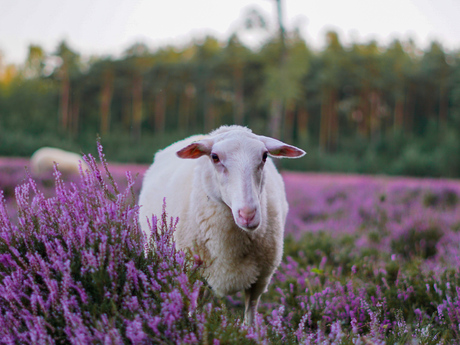 Schaap op de hei