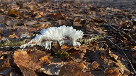 De baard van koning winter