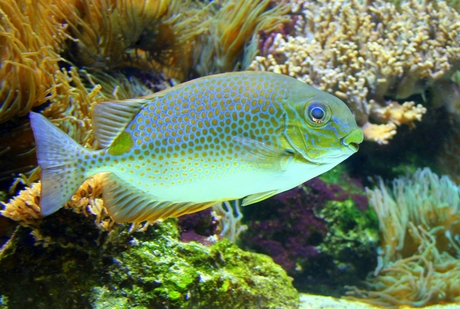 Goud gevlekte konijnvis