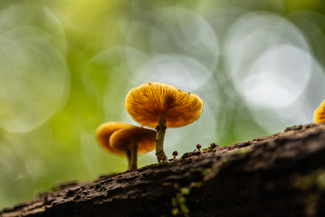 paddenstoelen